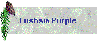 Fushsia Purple